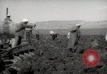 Image of Tilling the soil by machine and by animal Morocco North Africa, 1942, second 51 stock footage video 65675067423