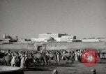 Image of Camels offered for sale at outdoor market in Marrakech Morocco North Africa, 1942, second 13 stock footage video 65675067433