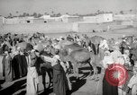 Image of Camels offered for sale at outdoor market in Marrakech Morocco North Africa, 1942, second 27 stock footage video 65675067433
