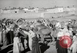 Image of Camels offered for sale at outdoor market in Marrakech Morocco North Africa, 1942, second 28 stock footage video 65675067433