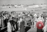 Image of Camels offered for sale at outdoor market in Marrakech Morocco North Africa, 1942, second 29 stock footage video 65675067433