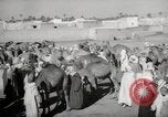 Image of Camels offered for sale at outdoor market in Marrakech Morocco North Africa, 1942, second 32 stock footage video 65675067433