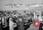 Image of Camels offered for sale at outdoor market in Marrakech Morocco North Africa, 1942, second 33 stock footage video 65675067433