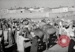 Image of Camels offered for sale at outdoor market in Marrakech Morocco North Africa, 1942, second 34 stock footage video 65675067433