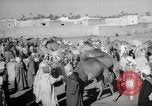 Image of Camels offered for sale at outdoor market in Marrakech Morocco North Africa, 1942, second 35 stock footage video 65675067433