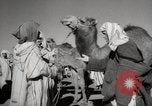 Image of Camels offered for sale at outdoor market in Marrakech Morocco North Africa, 1942, second 39 stock footage video 65675067433