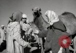 Image of Camels offered for sale at outdoor market in Marrakech Morocco North Africa, 1942, second 41 stock footage video 65675067433