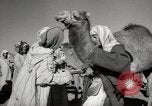 Image of Camels offered for sale at outdoor market in Marrakech Morocco North Africa, 1942, second 42 stock footage video 65675067433
