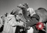 Image of Camels offered for sale at outdoor market in Marrakech Morocco North Africa, 1942, second 43 stock footage video 65675067433