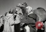 Image of Camels offered for sale at outdoor market in Marrakech Morocco North Africa, 1942, second 44 stock footage video 65675067433