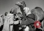 Image of Camels offered for sale at outdoor market in Marrakech Morocco North Africa, 1942, second 45 stock footage video 65675067433