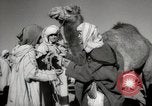 Image of Camels offered for sale at outdoor market in Marrakech Morocco North Africa, 1942, second 46 stock footage video 65675067433