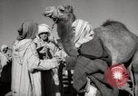 Image of Camels offered for sale at outdoor market in Marrakech Morocco North Africa, 1942, second 47 stock footage video 65675067433