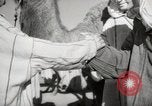 Image of Camels offered for sale at outdoor market in Marrakech Morocco North Africa, 1942, second 49 stock footage video 65675067433