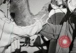 Image of Camels offered for sale at outdoor market in Marrakech Morocco North Africa, 1942, second 50 stock footage video 65675067433