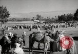 Image of Camels offered for sale at outdoor market in Marrakech Morocco North Africa, 1942, second 55 stock footage video 65675067433