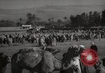 Image of Camels offered for sale at outdoor market in Marrakech Morocco North Africa, 1942, second 60 stock footage video 65675067433