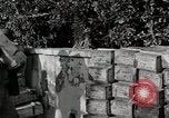 Image of Anzio landings Anzio Italy, 1944, second 27 stock footage video 65675067466