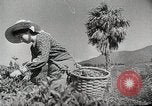 Standbild farm Aktivitäten Kasachstan Sowjetunion, 1943, aus Sekunde 49 historischem Filmmaterial Videoclip 65675067478