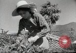Standbild farm Aktivitäten Kasachstan Sowjetunion, 1943, aus Sekunde 51 historischem Filmmaterial Videoclip 65675067478