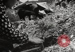 Standbild japanische Farm Sugata Präfektur Gifu Japan, 1950, aus Sekunde 31 historischem Filmmaterial Videoclip 65675067530
