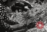Standbild japanische Farm Sugata Präfektur Gifu Japan, 1950, aus Sekunde 32 historischem Filmmaterial Videoclip 65675067530