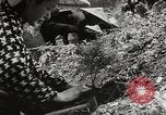 Standbild japanische Farm Sugata Präfektur Gifu Japan, 1950, aus Sekunde 33 historischem Filmmaterial Videoclip 65675067530