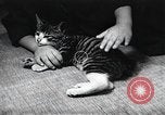 Standbild öffentlichen Film Produktion Japan, 1951, aus Sekunde 50 historischem Filmmaterial Videoclip 65675067542