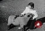 Image of Illinois State Fair scenes late 1940s Illinois United States USA, 1949, second 57 stock footage video 65675067577