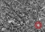 Image of Rose Bowl game Columbus Ohio  USA, 1952, second 33 stock footage video 65675067636