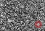 Image of Rose Bowl game Columbus Ohio  USA, 1952, second 35 stock footage video 65675067636