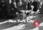 Immagine di Westminster Kennel Club Dog Show New York United States USA, 1953, secondo 1 filmato di repertorio 65675067643