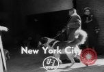 Immagine di Westminster Kennel Club Dog Show New York United States USA, 1953, secondo 3 filmato di repertorio 65675067643