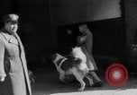Immagine di Westminster Kennel Club Dog Show New York United States USA, 1953, secondo 4 filmato di repertorio 65675067643
