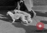 Immagine di Westminster Kennel Club Dog Show New York United States USA, 1953, secondo 5 filmato di repertorio 65675067643