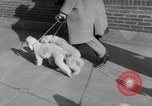 Immagine di Westminster Kennel Club Dog Show New York United States USA, 1953, secondo 6 filmato di repertorio 65675067643
