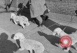 Immagine di Westminster Kennel Club Dog Show New York United States USA, 1953, secondo 7 filmato di repertorio 65675067643