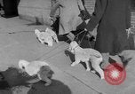 Immagine di Westminster Kennel Club Dog Show New York United States USA, 1953, secondo 8 filmato di repertorio 65675067643