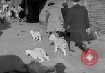 Immagine di Westminster Kennel Club Dog Show New York United States USA, 1953, secondo 9 filmato di repertorio 65675067643