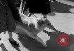 Immagine di Westminster Kennel Club Dog Show New York United States USA, 1953, secondo 11 filmato di repertorio 65675067643