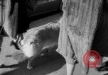 Immagine di Westminster Kennel Club Dog Show New York United States USA, 1953, secondo 13 filmato di repertorio 65675067643