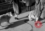 Immagine di Westminster Kennel Club Dog Show New York United States USA, 1953, secondo 14 filmato di repertorio 65675067643
