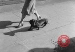 Immagine di Westminster Kennel Club Dog Show New York United States USA, 1953, secondo 15 filmato di repertorio 65675067643
