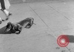 Immagine di Westminster Kennel Club Dog Show New York United States USA, 1953, secondo 16 filmato di repertorio 65675067643
