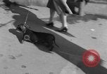 Immagine di Westminster Kennel Club Dog Show New York United States USA, 1953, secondo 17 filmato di repertorio 65675067643