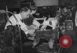 Immagine di Westminster Kennel Club Dog Show New York United States USA, 1953, secondo 23 filmato di repertorio 65675067643