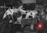Immagine di Westminster Kennel Club Dog Show New York United States USA, 1953, secondo 24 filmato di repertorio 65675067643
