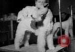 Immagine di Westminster Kennel Club Dog Show New York United States USA, 1953, secondo 25 filmato di repertorio 65675067643
