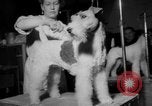 Immagine di Westminster Kennel Club Dog Show New York United States USA, 1953, secondo 26 filmato di repertorio 65675067643