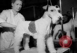 Immagine di Westminster Kennel Club Dog Show New York United States USA, 1953, secondo 27 filmato di repertorio 65675067643
